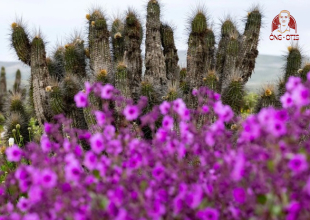 sieu-el-nino-bien-sa-mac-sa-mac-atacama-chile-kho-nhat-the-gioi-thanh-bien-hoa